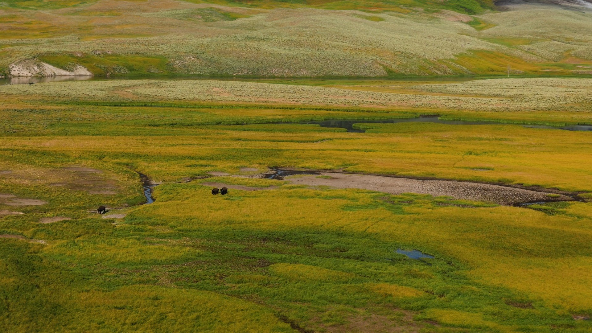 This image shows bisons grazing at Yellowstone National Park.jpg